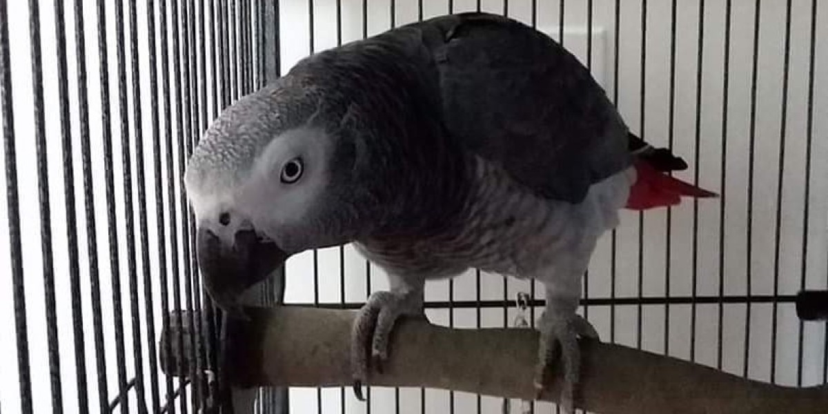 The Reasons Baby African Grey Parrot Is Everyone's Obsession In 2024