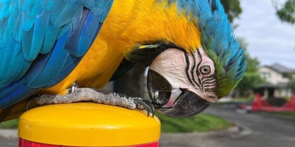 How To Make An Amazing Instagram Video About Macaw Cage