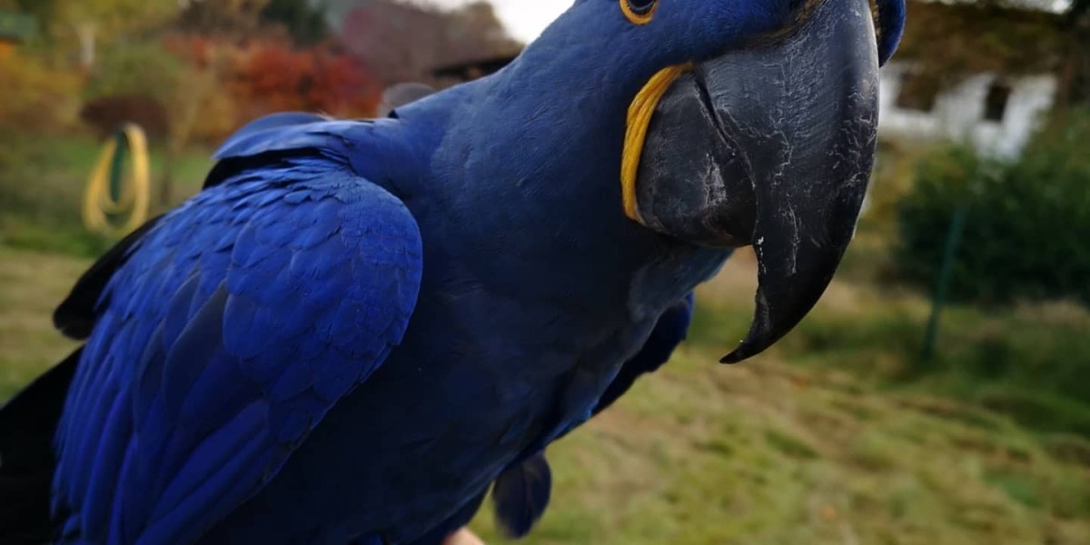 The Majestic Macaw: A Guide to Owning a Feathered Friend